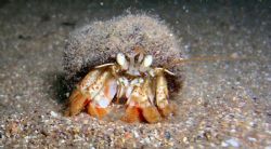 check this little guy out taken in waterford south east i... by Jamie Malone 